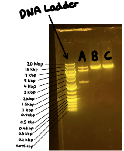 DNA Ladder