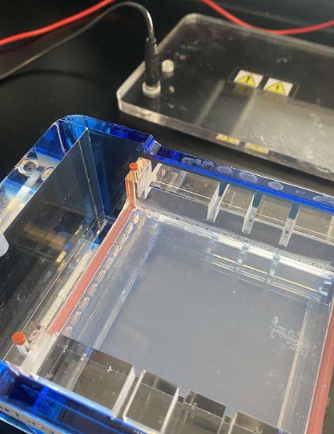 Gel Electrophoresis Setup