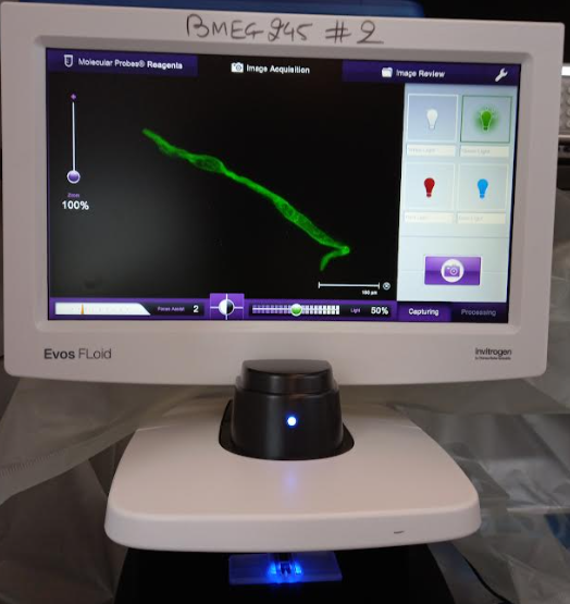 Green Light Microscopy