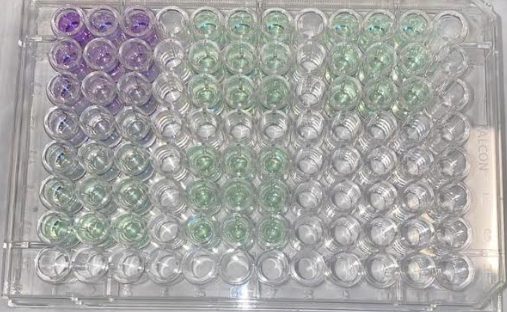 Protein Assay